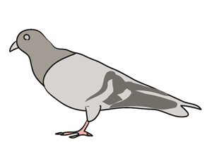Pigeon clipart free clipart image 2 image