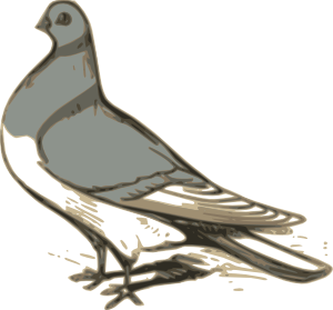 Cartoon pigeon clipart pigeon animal clip art downloadclipart org