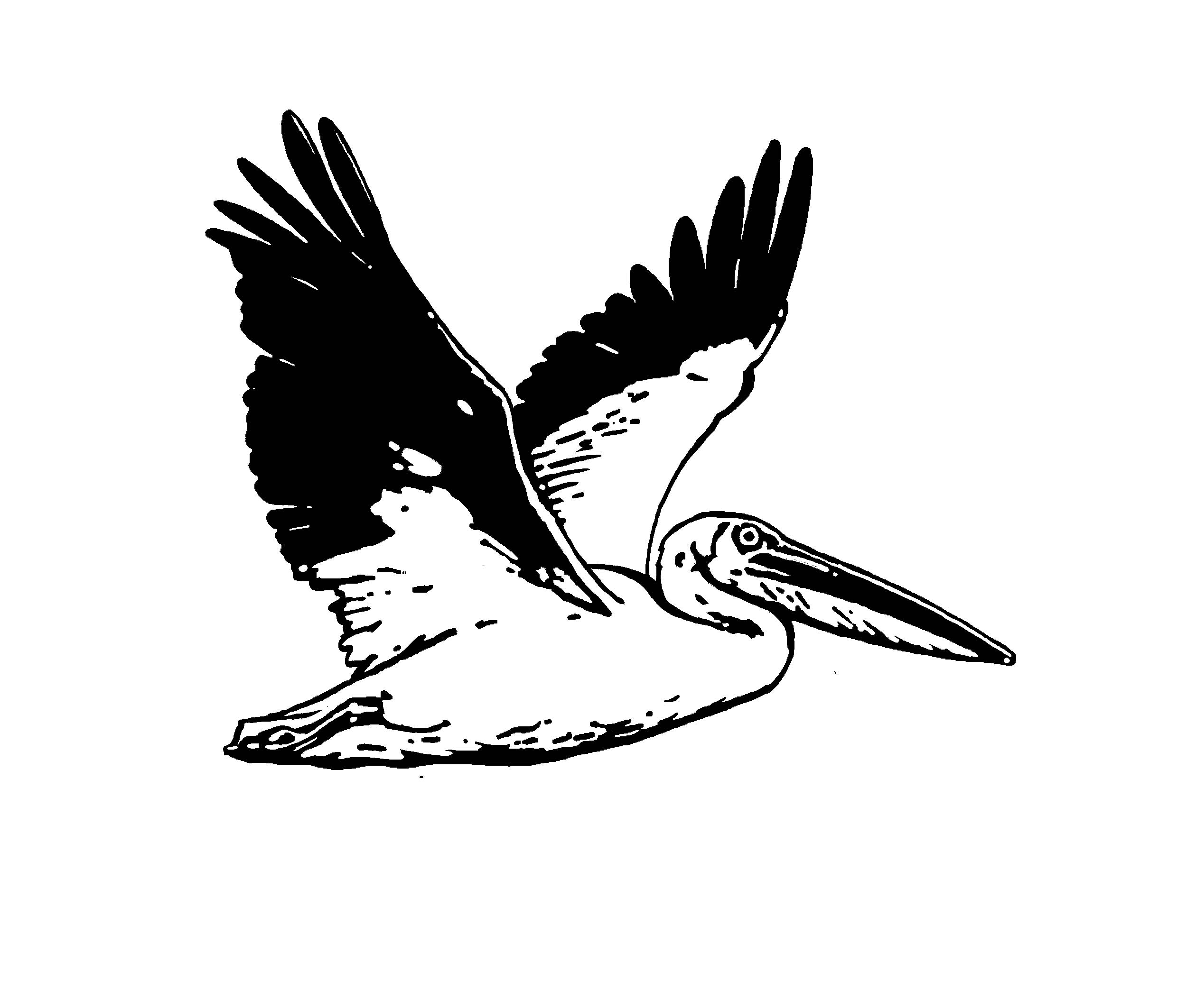 Pelican Clip Art