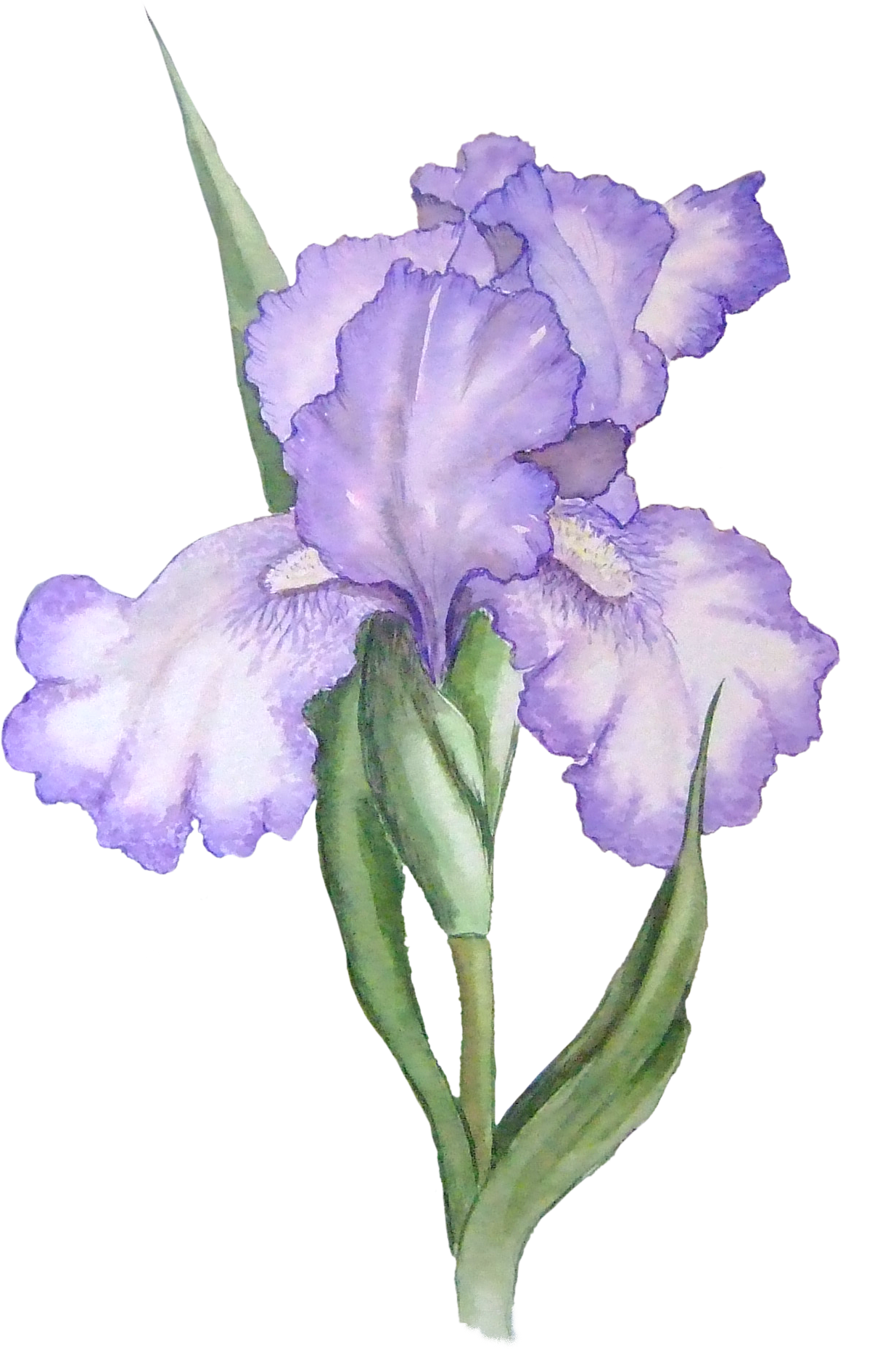 Free Iris Cliparts, Download Free Clip Art, Free Clip Art on Clipart