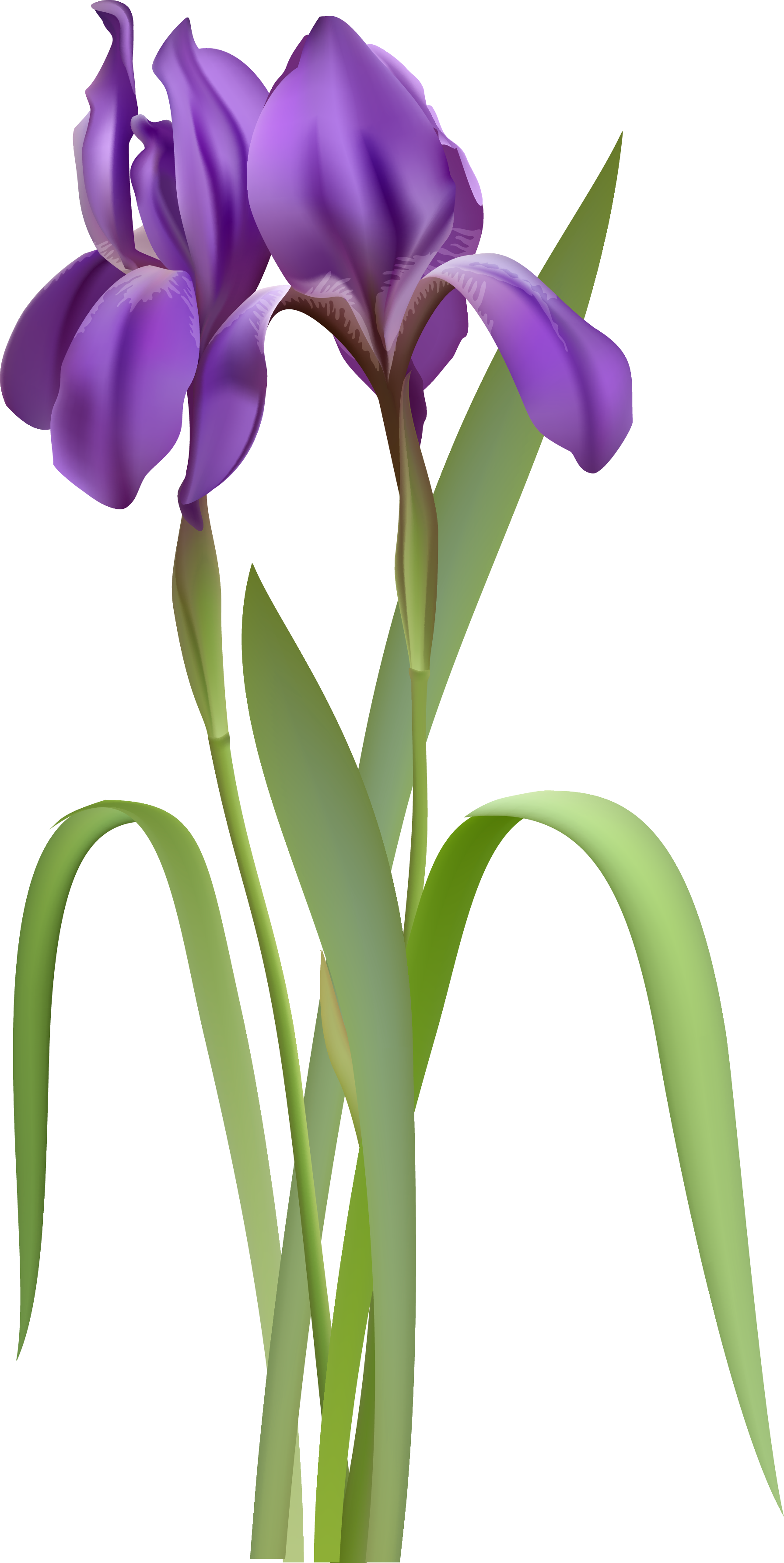Iris Spring Flower PNG Clipart