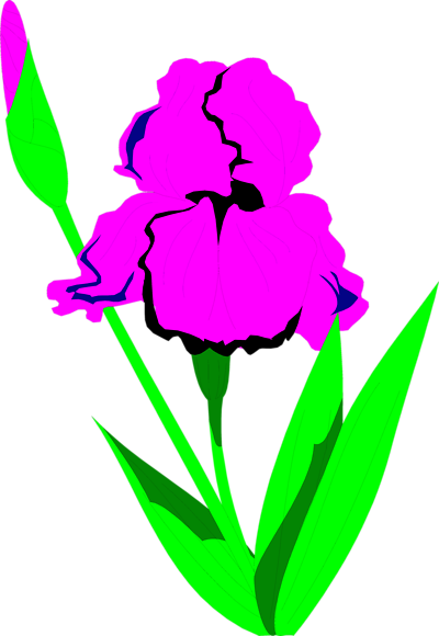 clipart iris flower - photo #6