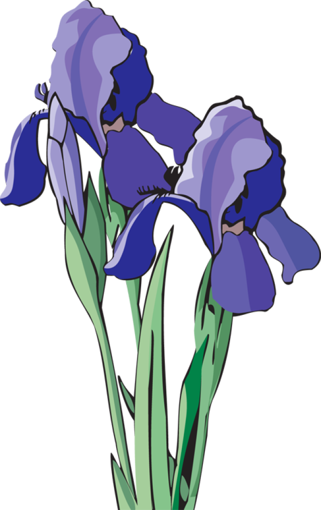 clipart iris flower - photo #21