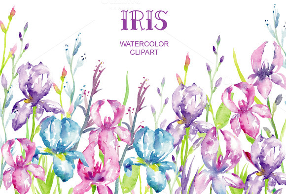 free iris flower clipart - photo #47