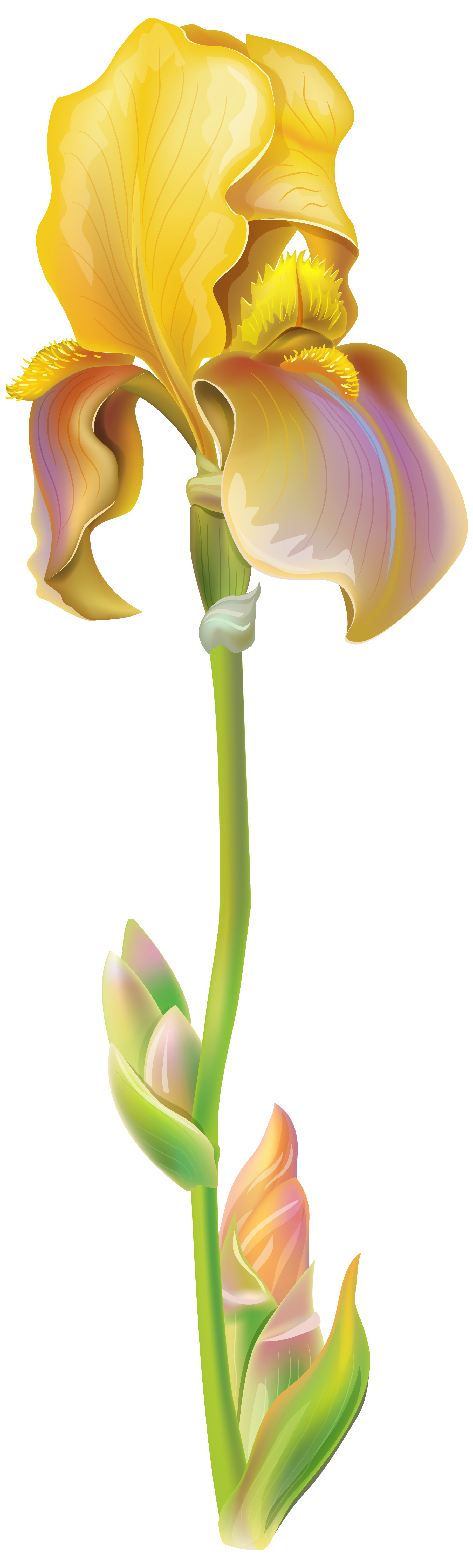 Purple Iris Flower PNG Clipart Image 
