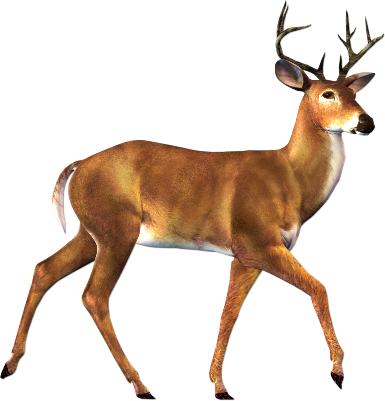 free clipart images of deer - photo #34