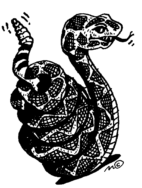 rattlesnake 