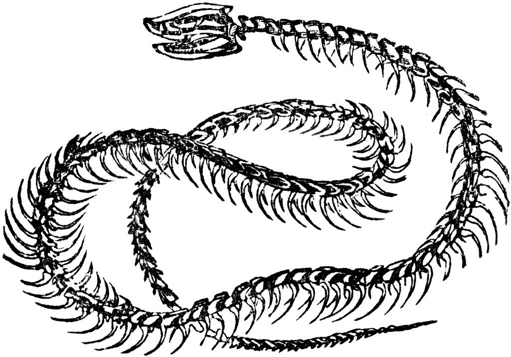 Rattlesnake Skeleton 