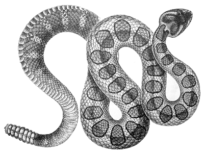 Rattlesnake Clip Art Download