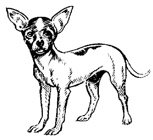 Chihuahua Clipart Free Clipart Image 