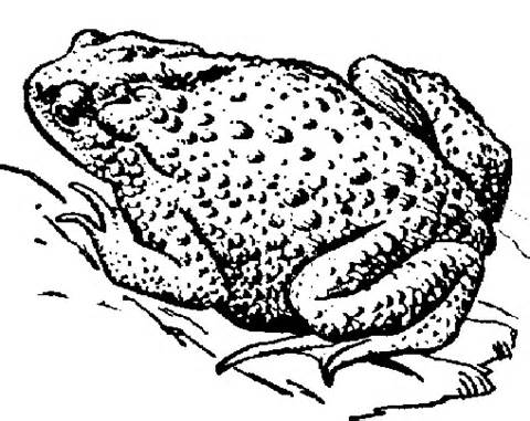 Toad Black And White Clipart 