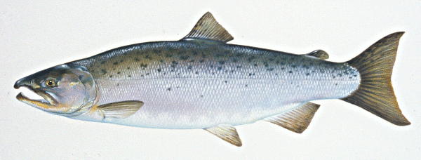 atlantic salmon clipart