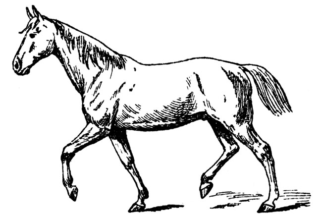 Horse clipart, Horse animals clip art,