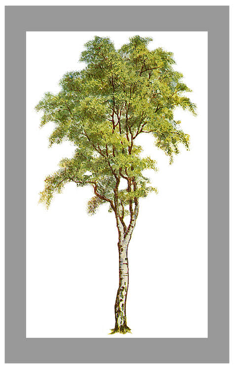 clip art rubber tree - photo #1