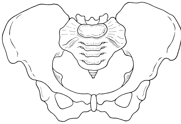 Free Pelvis Cliparts, Download Free Pelvis Cliparts png images, Free