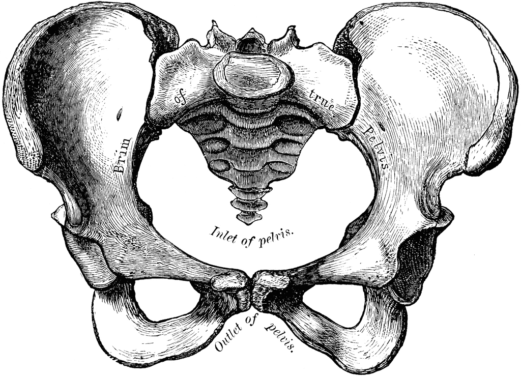 Free Pelvis Cliparts, Download Free Pelvis Cliparts png images, Free