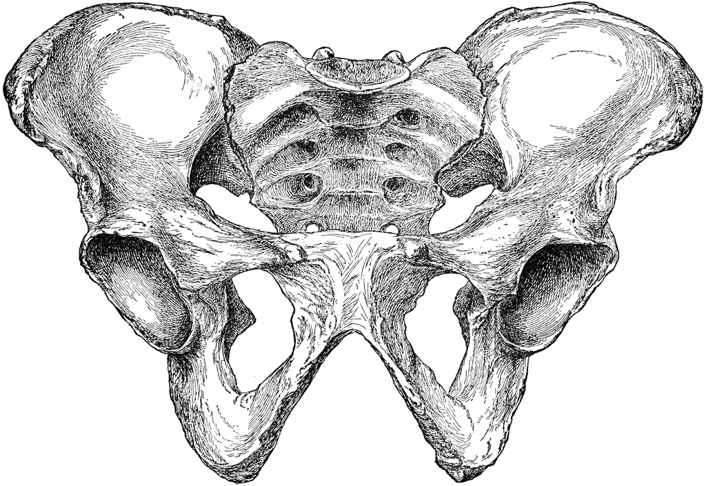 Male Pelvis from Before