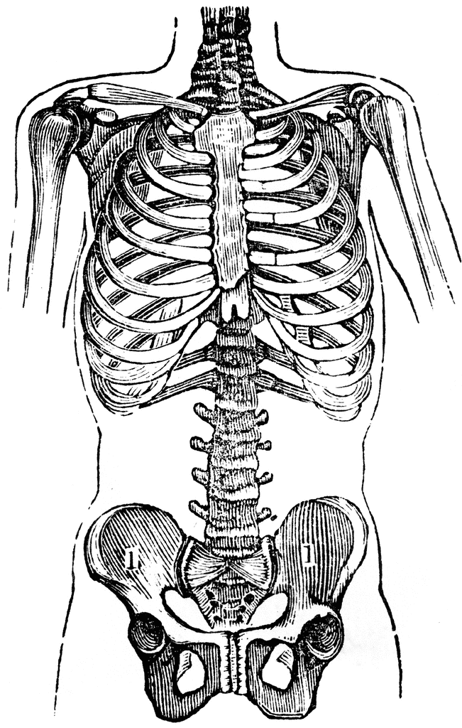 Chest and Pelvis