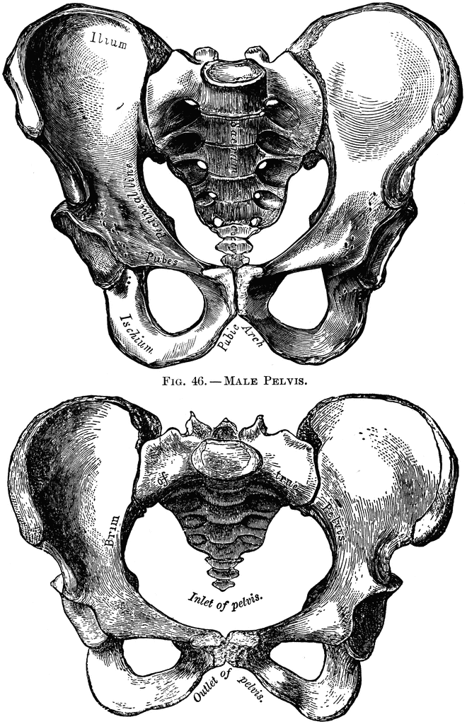 Human Pelvis, Male and Female
