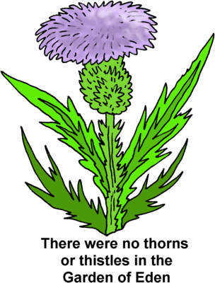 thistle clipart