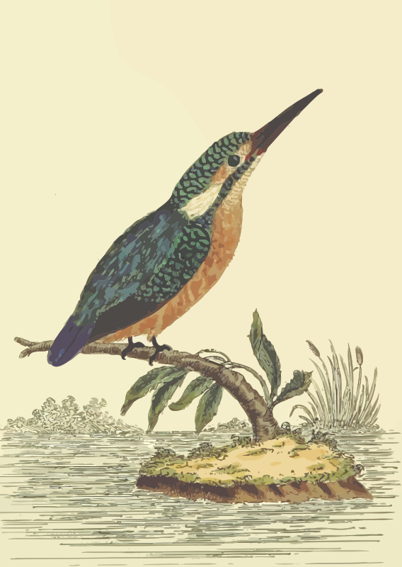 kingfisher clipart - photo #11