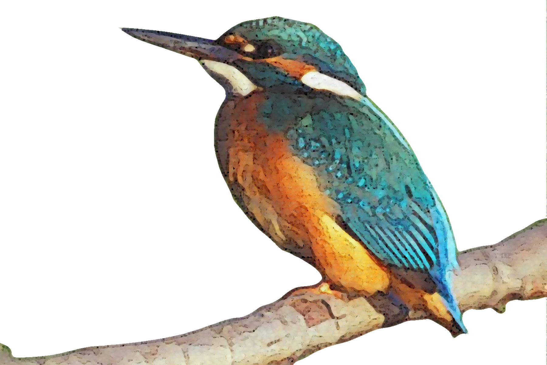 kingfisher clipart - photo #5