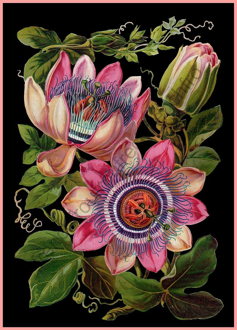Popular items for passion flower 
