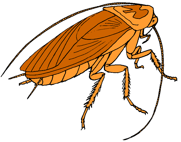 Featured image of post Animated Cockroach Clipart All of these cockroach cartoon resources are for free download on pngtree