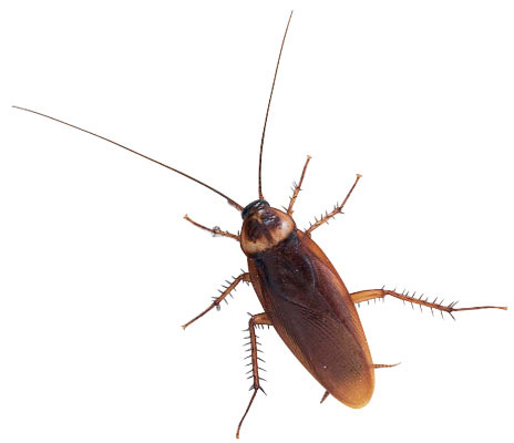 Cockroach Pictures Image