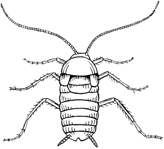 Female Cockroach 