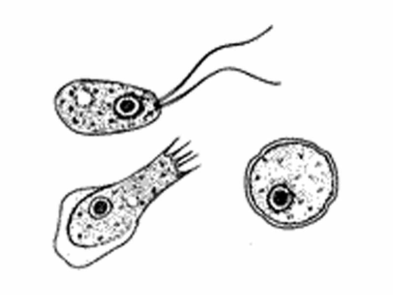 zooplankton clipart - photo #11