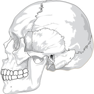 Human Skull Side View clip art