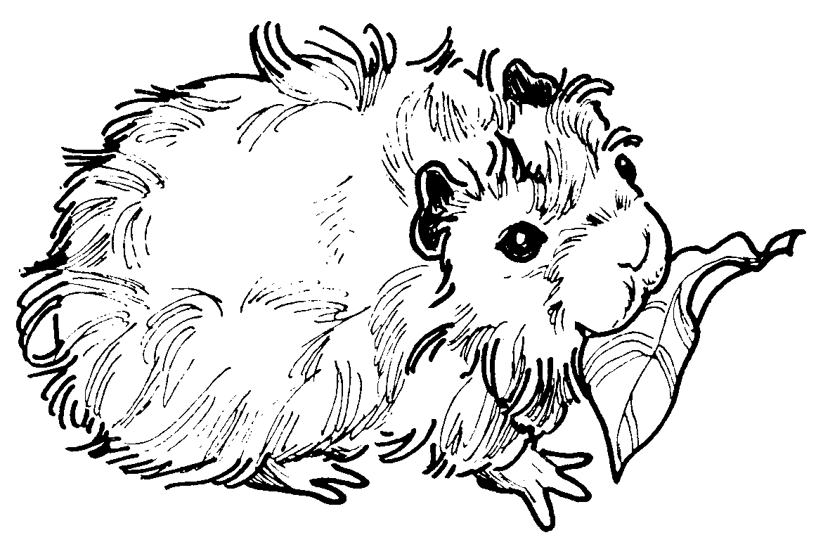 Featured image of post Cute Drawing Coloring Guinea Pig Cute Drawing Coloring Gerbil To draw this cartoon pig step by step follow along with the video tutorial below and pause the video after each step to draw at your own pace