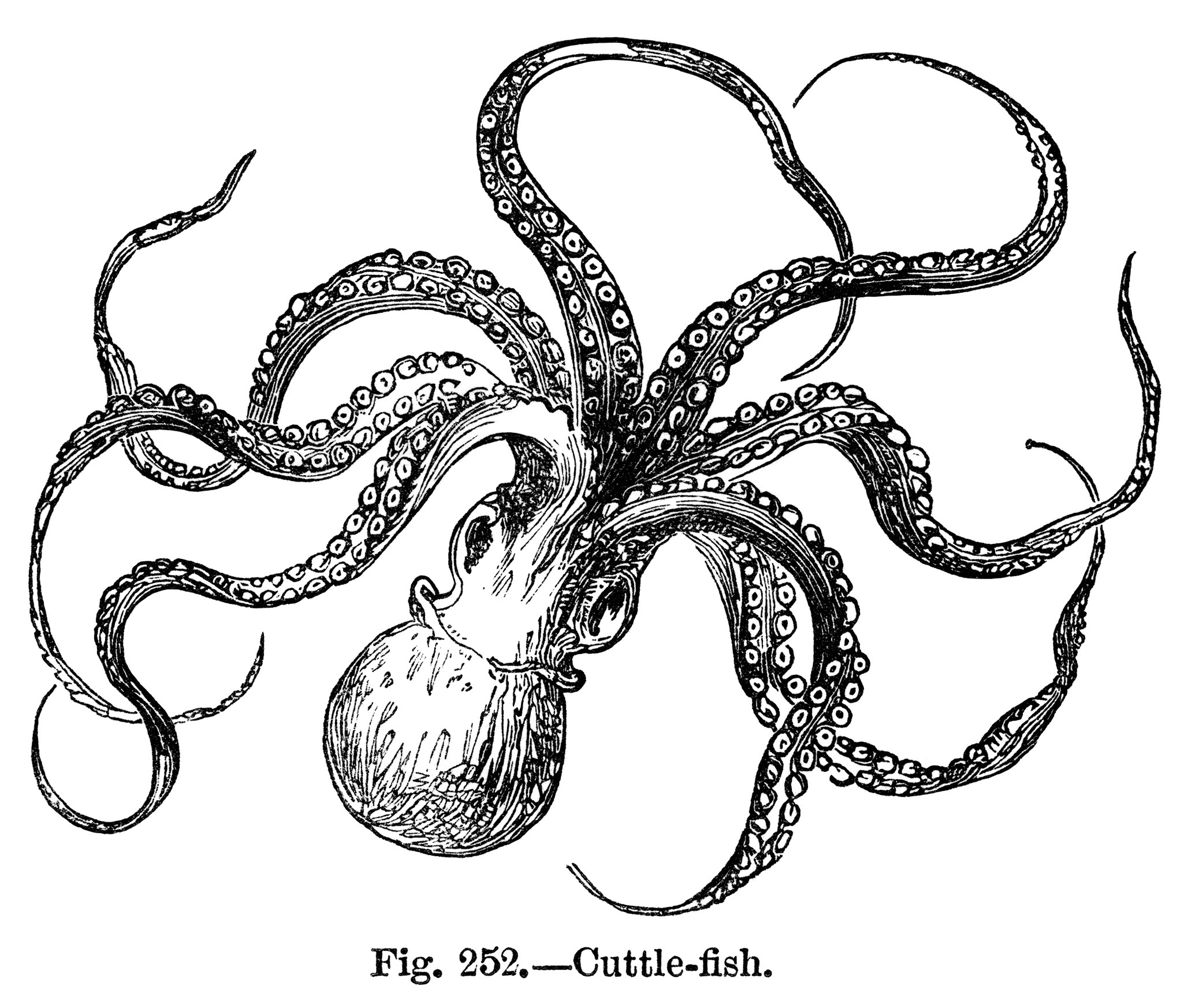 Vintage Cuttlefish Clipart Octopus Clip Art Black And White 
