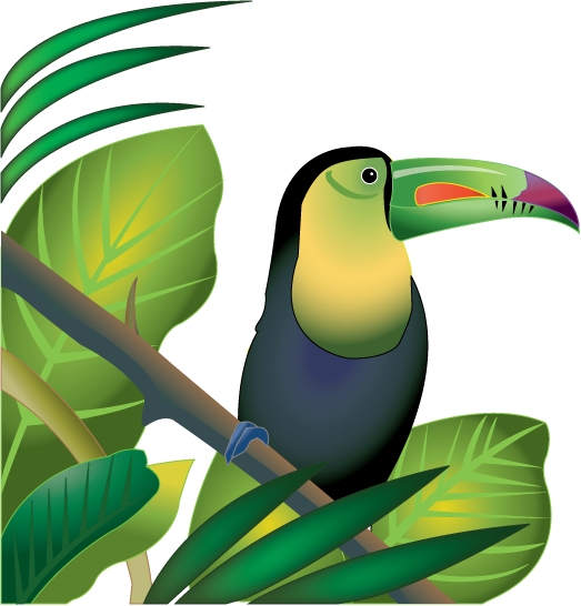 Rainforest Toucan