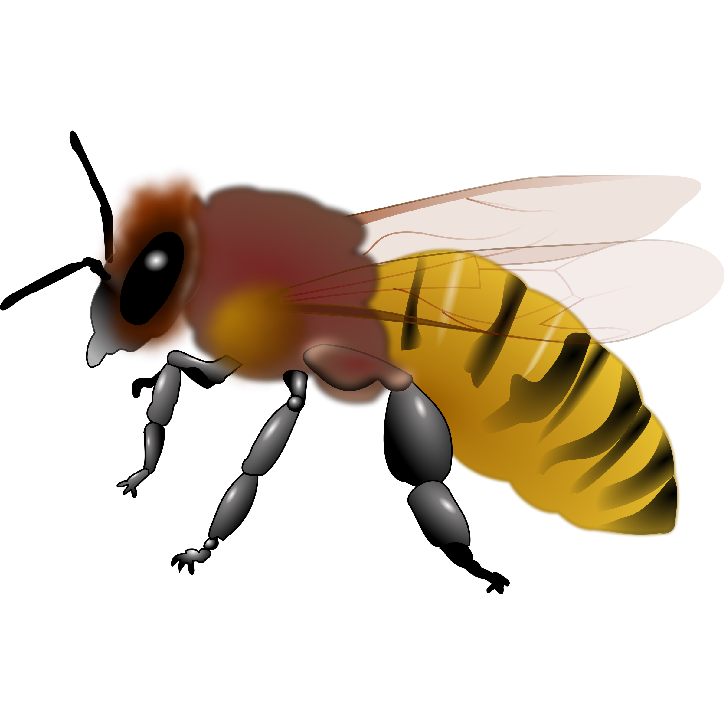Clip Art Honey Bee Clip Art Library
