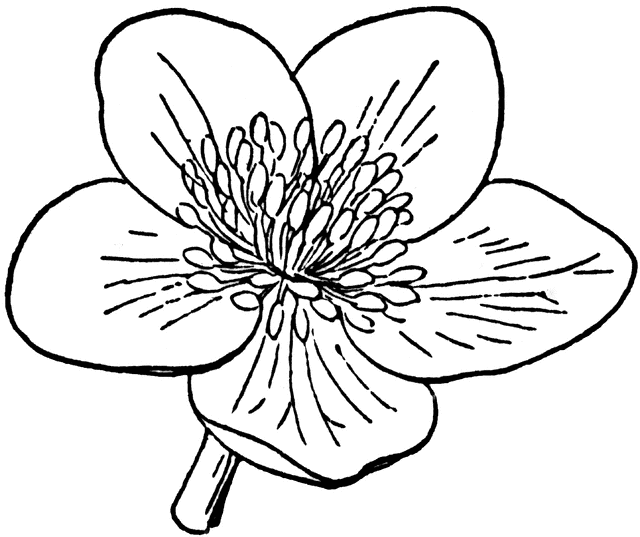Featured image of post Marigold Flower Drawing Easy For Kids - Another free still life for beginners step by step drawing video tutorial.