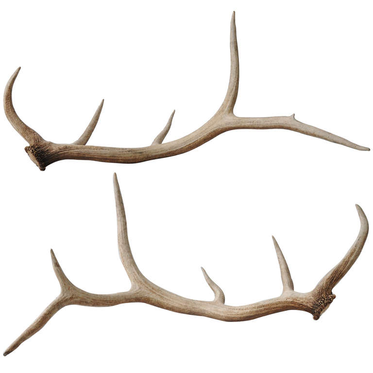 Antler cliparts