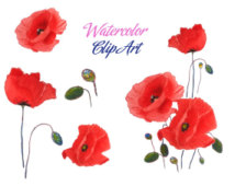 Popular items for poppies clip art 