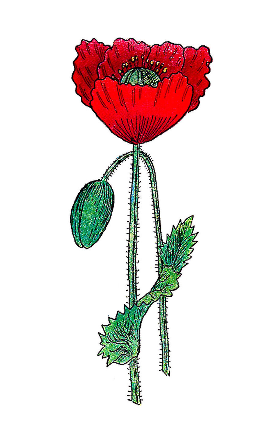 Poppies Flowers Template 