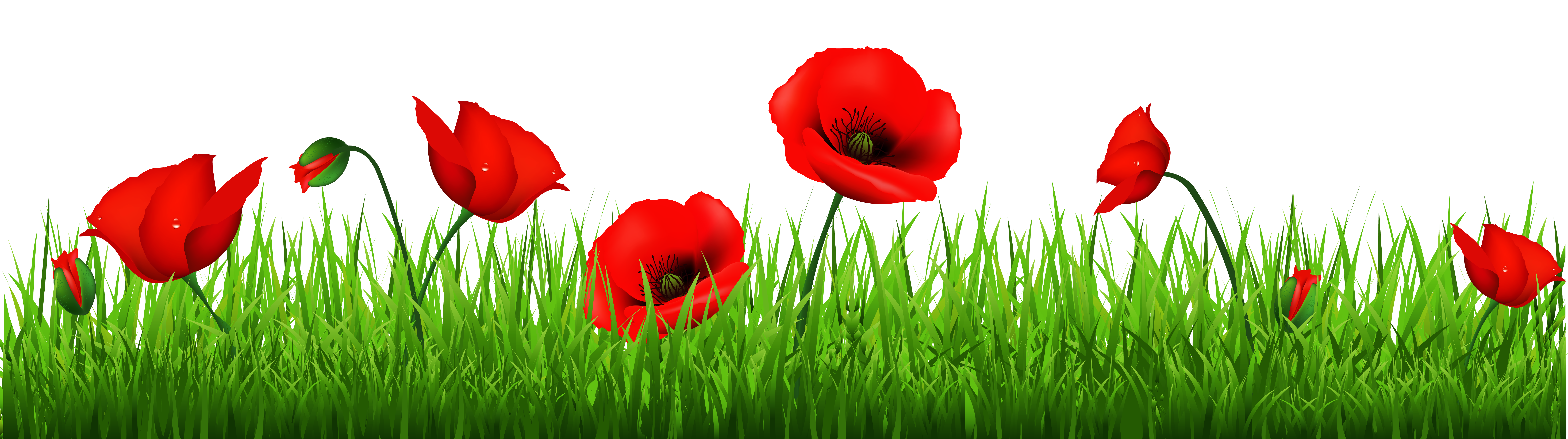 Grass with Beautiful Poppies PNG Clipart 