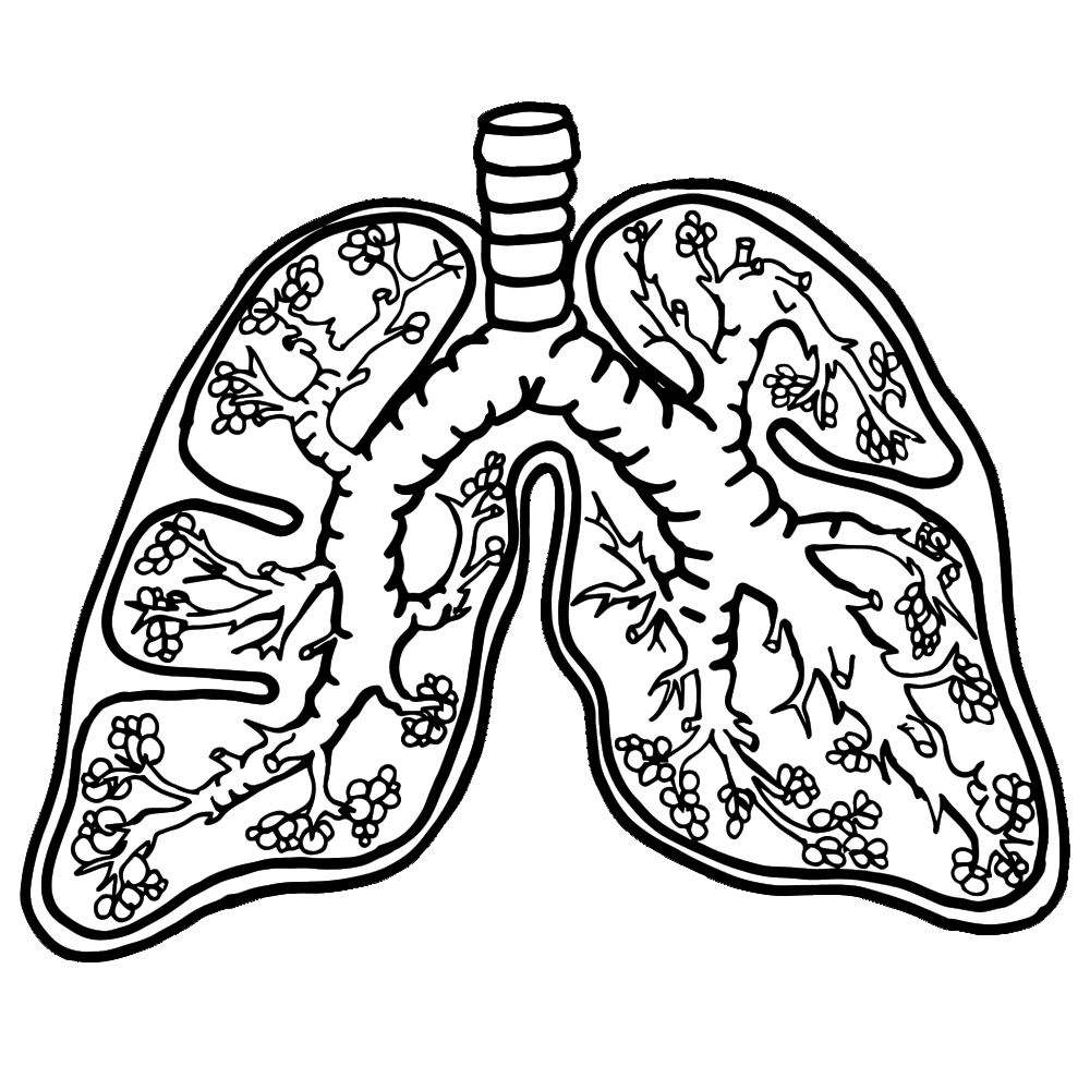 clipart human lungs - photo #44