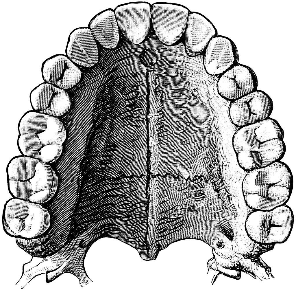 Upper Permanent Teeth