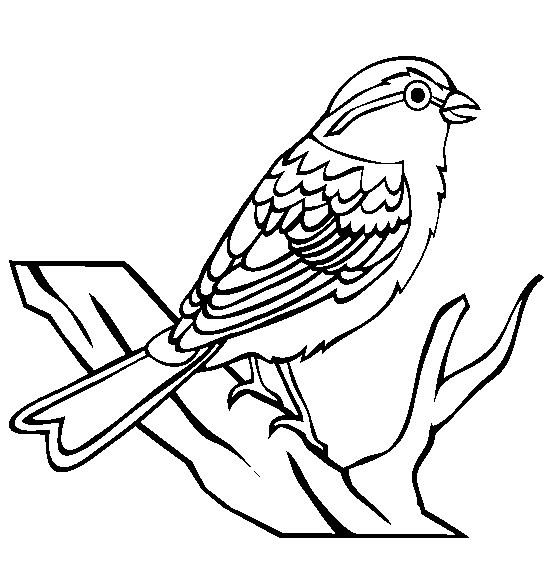 Parrot Clipart Black And White 