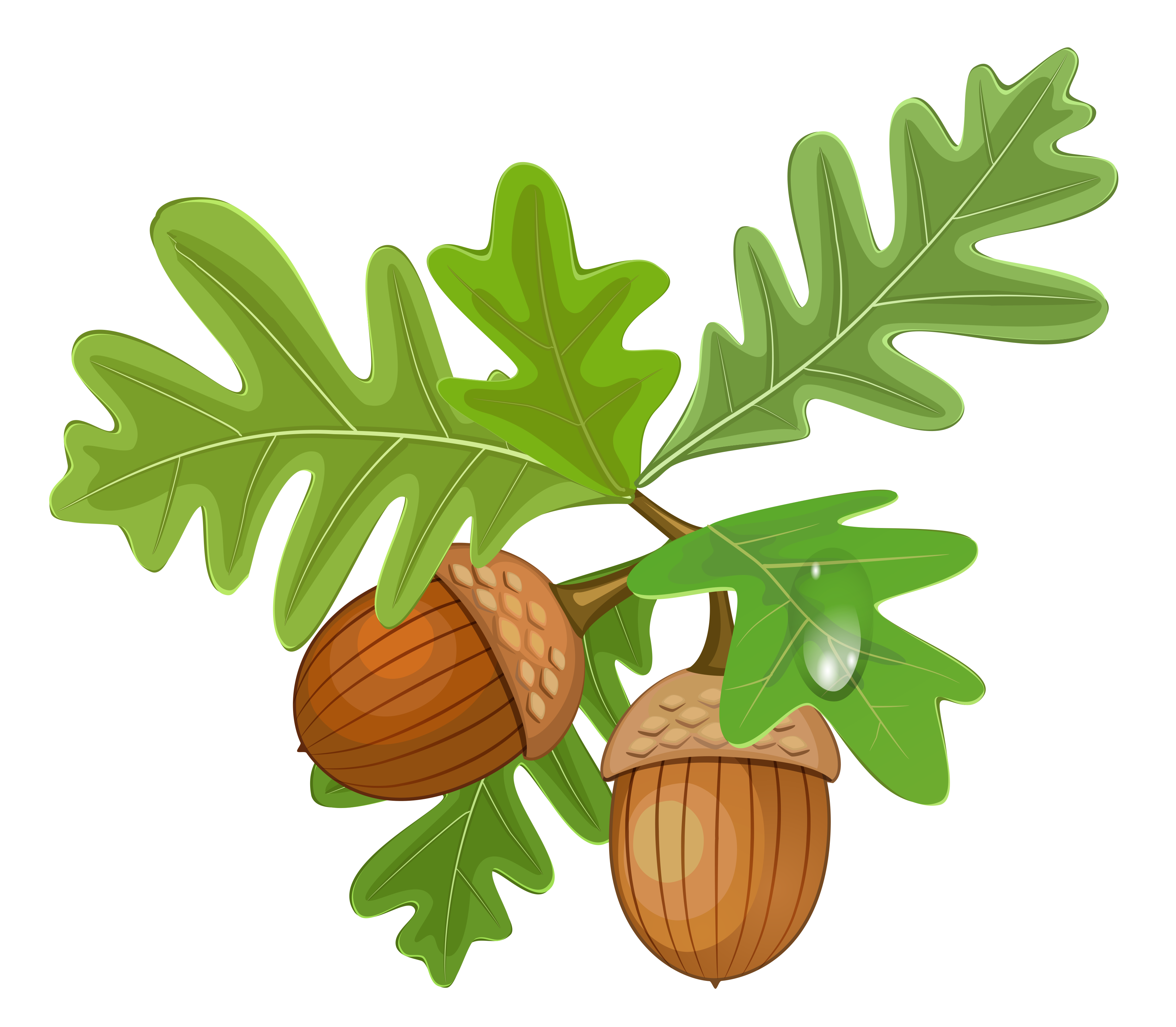 free clip art oak leaf - photo #47