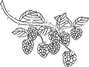 Berry Clipart Image 