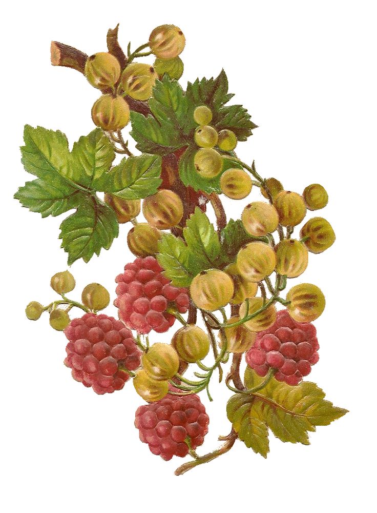 Clip Art: Fruits and Berries Branches Vintage Png no 040 