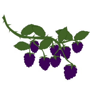 Blackberries Clipart Image