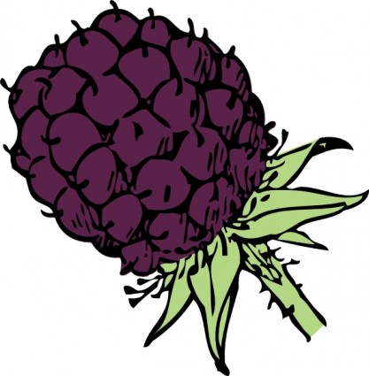 Blackberry clip art Free vector in Open office drawing svg
