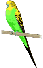Parakeet cliparts